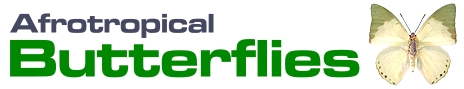 Afrotropical Butterflies